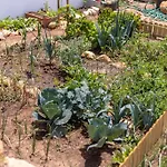 Salema