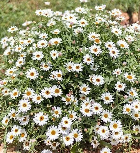 度假居 Salema 维拉多比斯坡