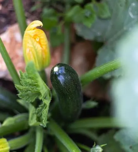 Salema * 维拉多比斯坡