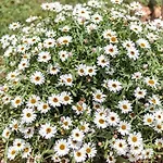 Feriehus Salema Vila do Bispo