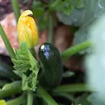 Salema * Vila do Bispo