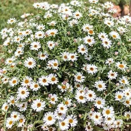 بيت للعطل Salema فيلا دو بيسبو